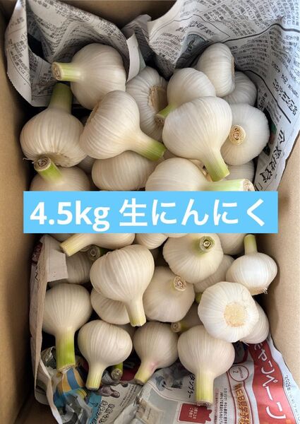【旬】生にんにく 4.5kg 愛知県産