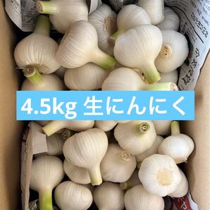 【新鮮最終日】生ニンニク 4.5kg 愛知県産