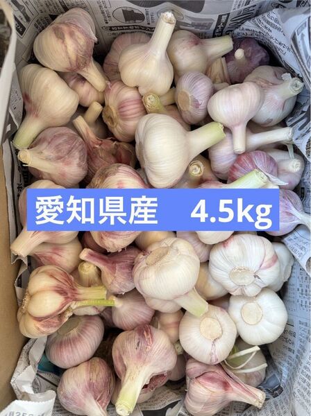 【旬】大玉入り 生にんにく 4.5kg 愛知県産