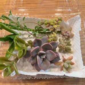 【多肉植物カット苗】画像そのまま!紫色のデビー&その他 火祭り秋麗ベビーサンローズ若緑ブロウメアナなど