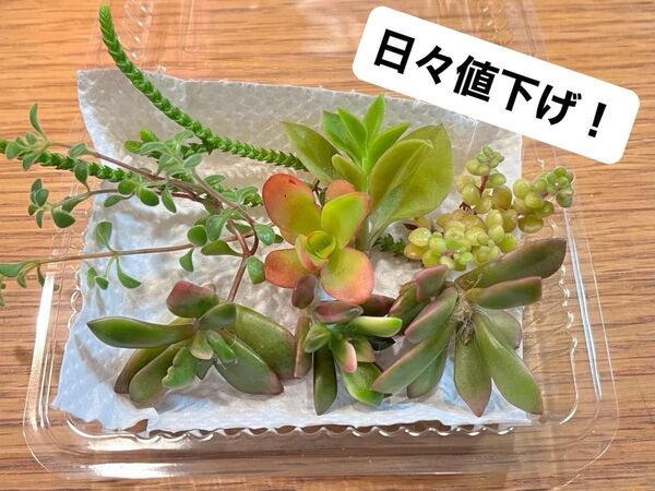 【多肉植物カット苗】画像そのまま!桜吹雪3カット&その他 火祭りベビーサンローズ若緑ブロウメアナなど