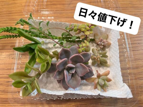 【多肉植物カット苗】画像そのまま!紫色のデビー&その他 火祭り秋麗ベビーサンローズ若緑ブロウメアナなど