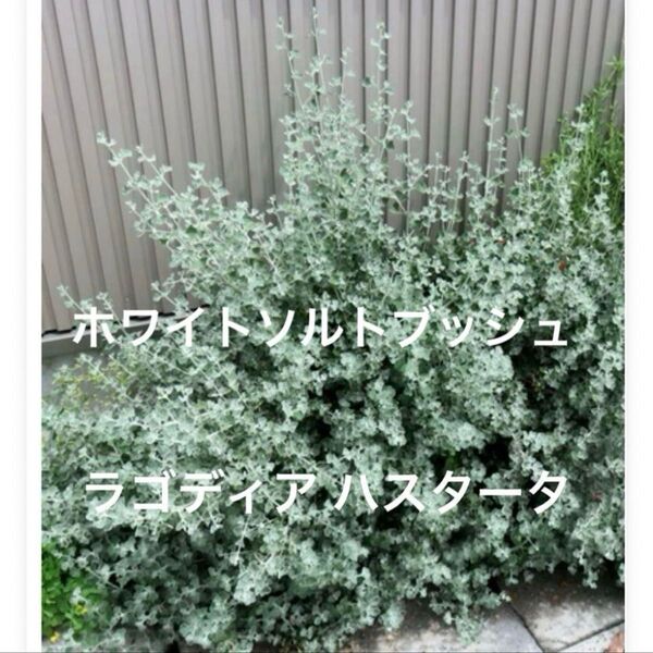 1 ホワイトソルトブッシュ(ラゴディアハスタータ)苗 抜き苗 シルバーリーフ