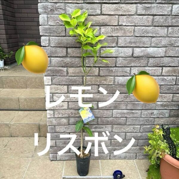 人気*リスボン レモン 苗木 品種ラベル付き 樹高120cm程 ポットのまま発送