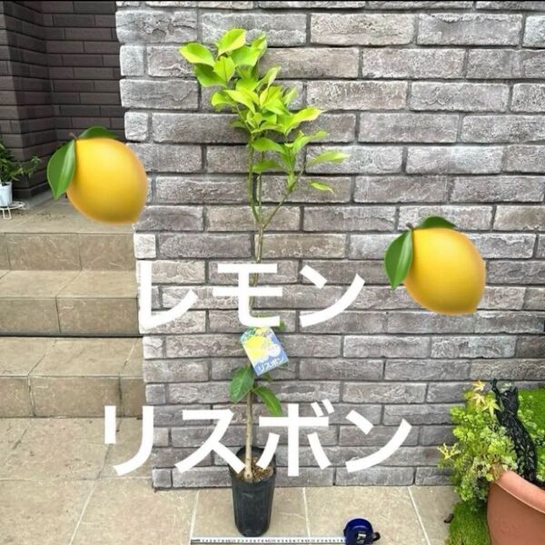 人気*リスボン レモン 苗木 品種ラベル付き 樹高120cm程 ポットのまま発送