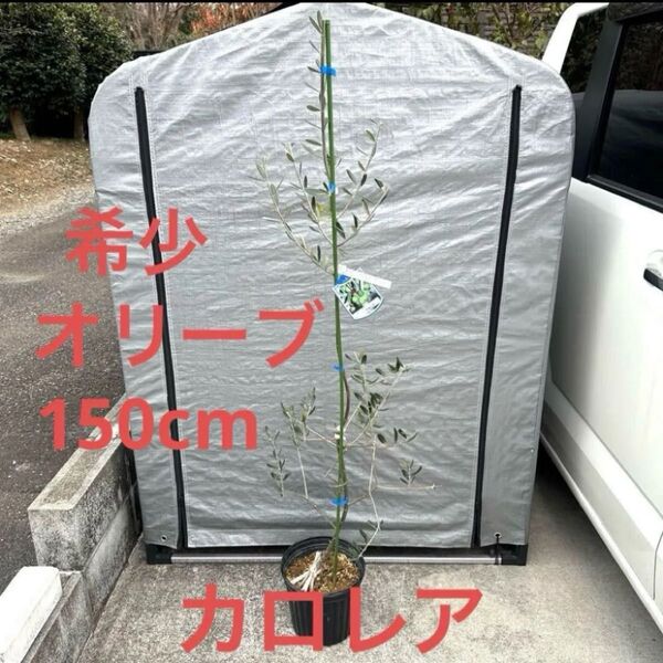 希少 レア オリーブ カロレア 品種ラベル付き 高さ150cm 鉢ごと宅配便