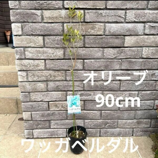 希少 レア オリーブ ワッガベルダル 品種ラベル付 高さ90cm 鉢ごと宅配便