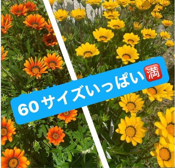 【ガザニア】黄色とオレンジ★挿し穂用カット苗★60サイズいっぱい★どちらか単色でもOK★グランドカバー★ガーデニング★雑草対策