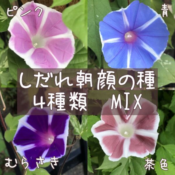 枝垂れ朝顔の種 MIX