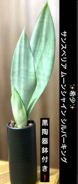 希少ムーンシャイン シルバーキング黒陶器鉢のまま!高さ約45㎝前後