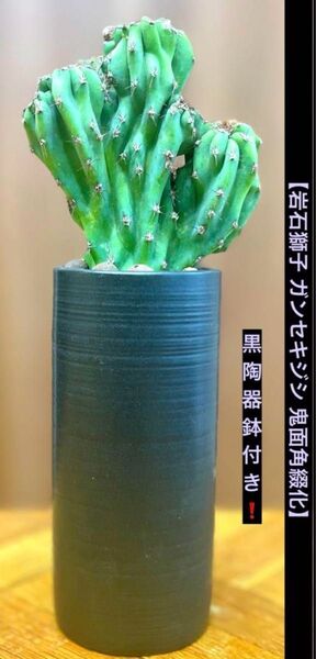 【岩石獅子 ガンセキジシ 鬼面角綴化】黒陶器鉢付き!