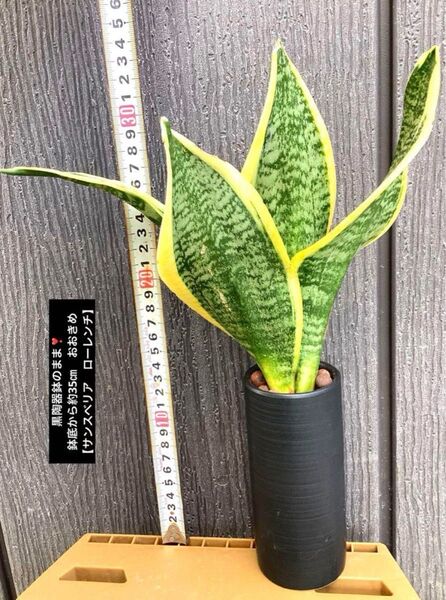 黒陶器鉢のまま!鉢底から約35㎝ おおきめ 【サンスベリア ローレンチ】