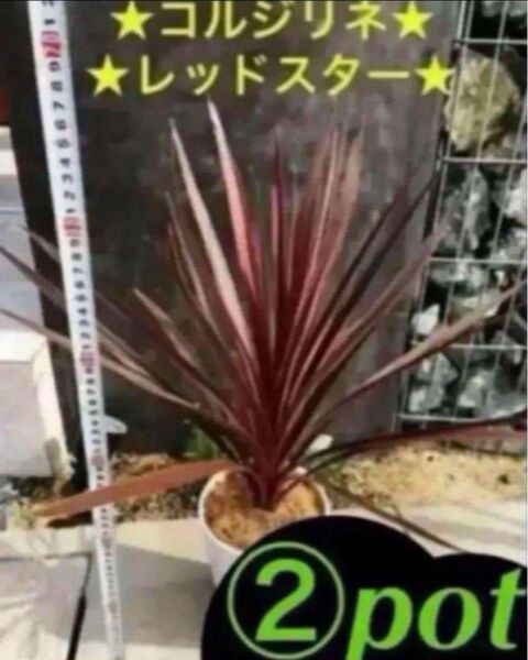 ※お得な②本 SET!コルジリネ レッドスター!葉も硬い葉数多め!