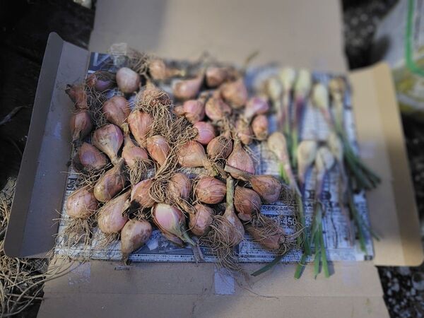 おまけ付 茨城県産 わけぎ 農薬不使用 35個位 大小色々(大きめ多数)最後の1セット