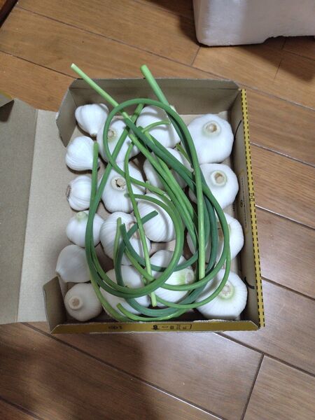 茨城県産 農薬不使用 ニンニク(Lサイズ12個とsサイズ6個)箱別1キロ超とニンニクの芽少々 本日ヤマト発送