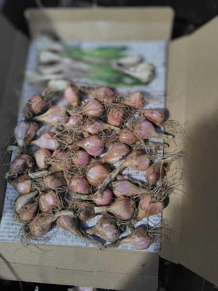 おまけ付 茨城県産 農薬不使用 わけぎ球根35個位(大きめ多数ですが大小有り)