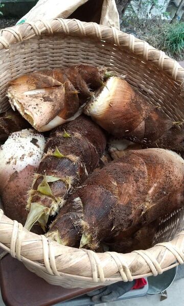 シーズンラスト!当日発送!当日堀!!千葉県産 10kg やわらかい 天然物 筍 タケノコ 当日収穫 当日発送 直送
