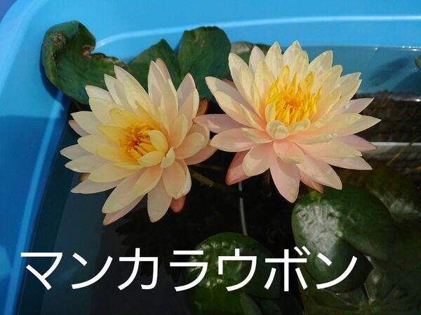 温帯睡蓮 アンカラウボン