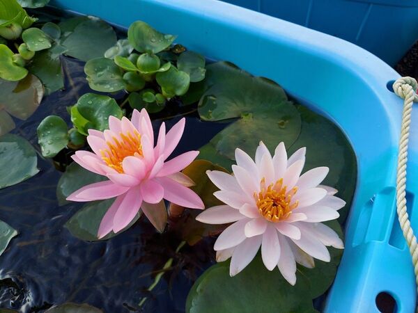温帯睡蓮 お楽しみ株 いずれかの1株