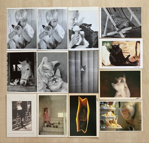 13枚セット ポストカード POSTCARD 絵はがき 絵葉書 葉書 猫 CAT ネコ キャット 馬 ゴリラ Gorilla