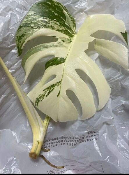 モンステラ 斑入り 希少品 葉っぱ無し 茎と根っこのみ Monstera 観葉植物 発根済み