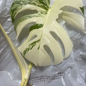 白斑点入り モンステラ 株分け 葉っぱ無し 茎 根っこのみ 斑入り希少品