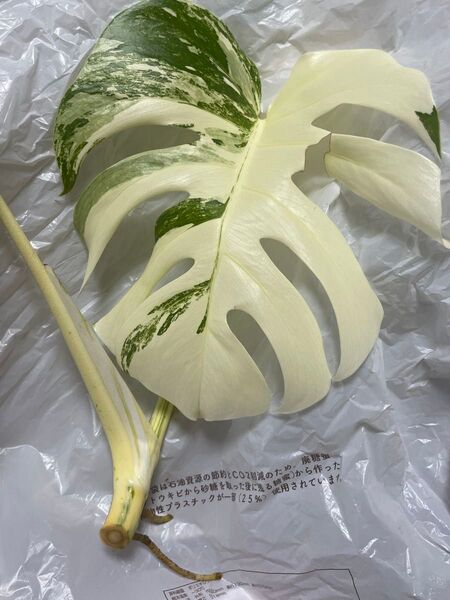 モンステラ 観葉植物 白斑入り 希少品 茎と根っこのみ 葉っぱ無し Monstera