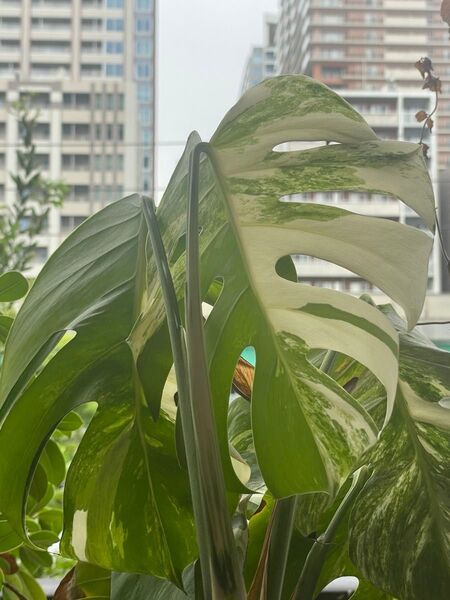 モンステラ 株分け 白斑点入り 葉っぱ無し 茎と根っこ
