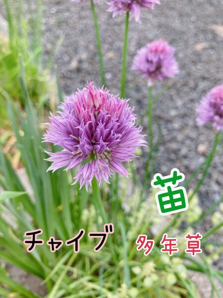 チャイブ苗