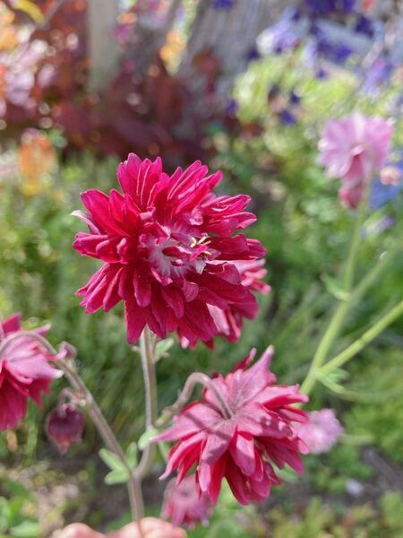 西洋オダマキ花の種 ボルドーバロー