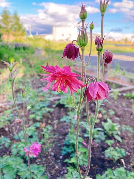西洋オダマキ花の苗1本入