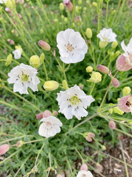 シレネ花の種 100粒 宿根草