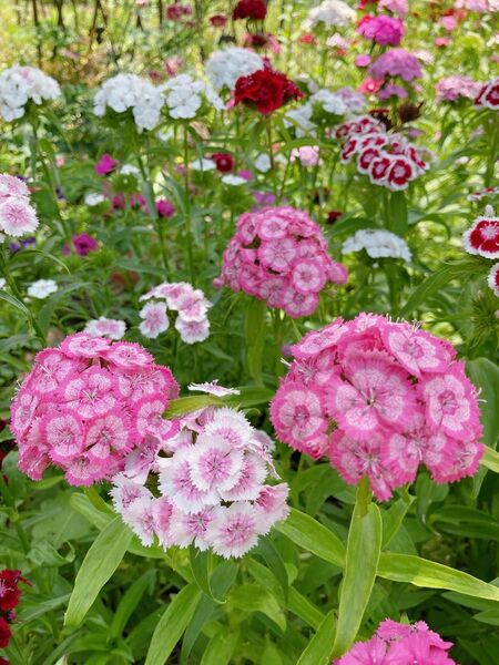 美女なでしこ花の種 200粒