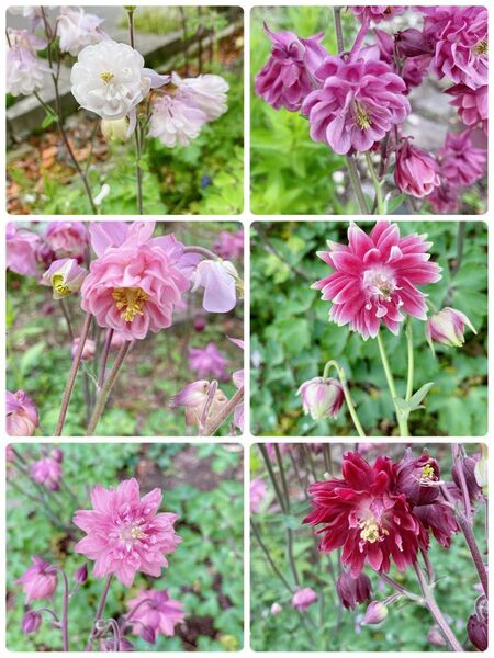 西洋オダマキ花の種100粒