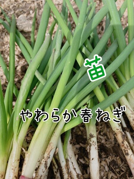 ねぎ抜き苗30本入 北海道産