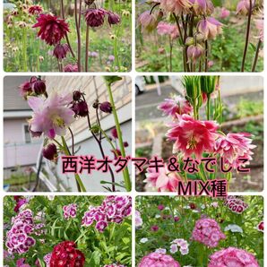 西洋オダマキ 美女なでしこ花の種