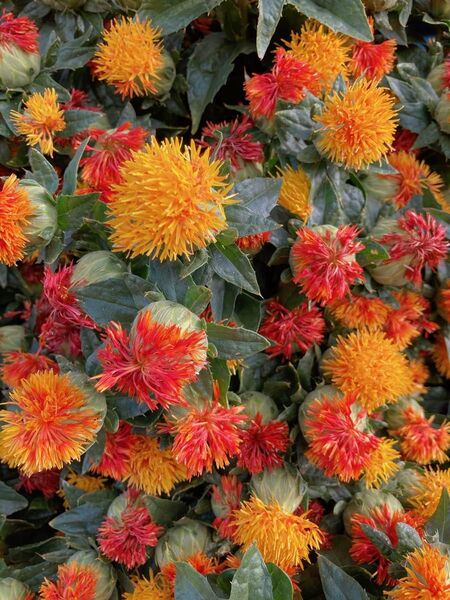ドライフラワーになる紅花の種50粒
