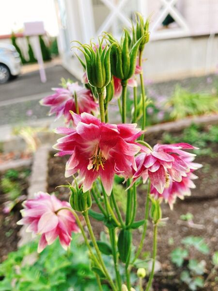 西洋オダマキ花の苗 5本入