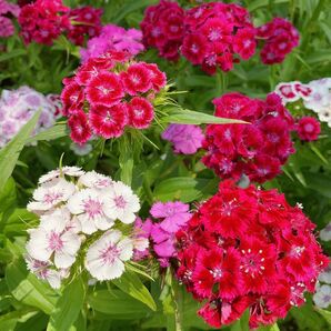 美女なでしこ花の種