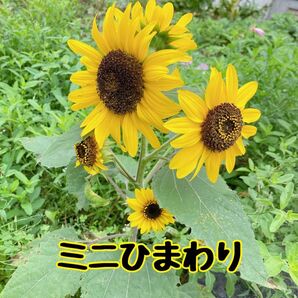 枝咲きミニひまわり 花の種30粒