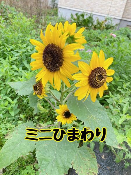 枝咲きミニひまわり花の種30粒