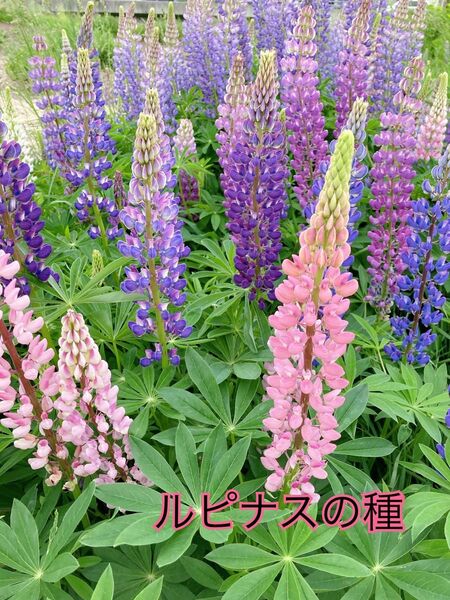 ルピナス花の種50粒 宿根草