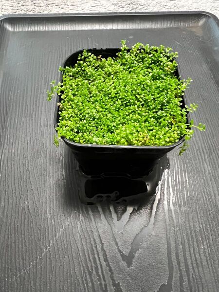 キューバパールグラス 8×8㎝ポット 水上葉 無農薬