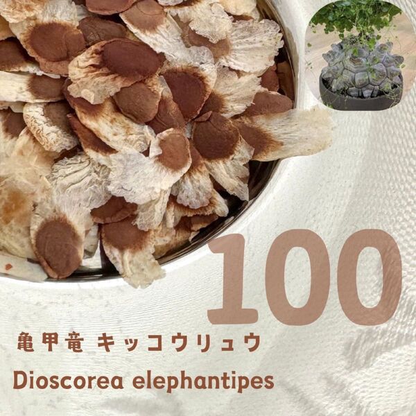 【種子】亀甲竜 ディオスコレア エレファンティペス