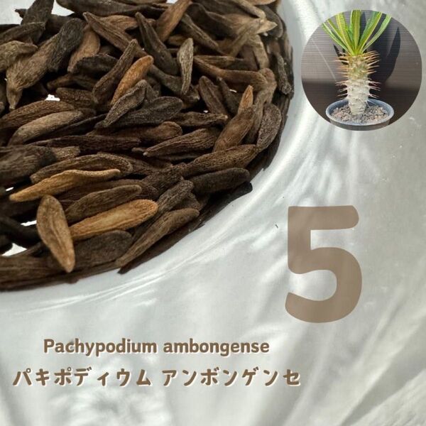 【種子】10粒 パキポディウム アンボンゲンセ