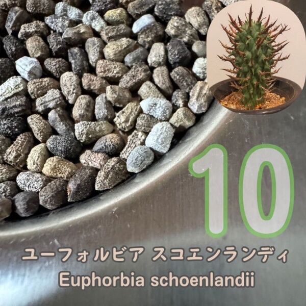 種子10粒 闘牛角 ユーフォルビア スコエンランディschoenlandii