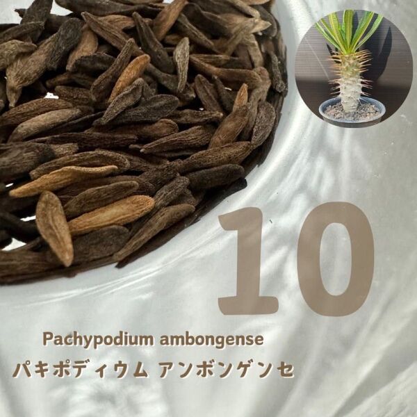 【種子】10粒 パキポディウム アンボンゲンセ