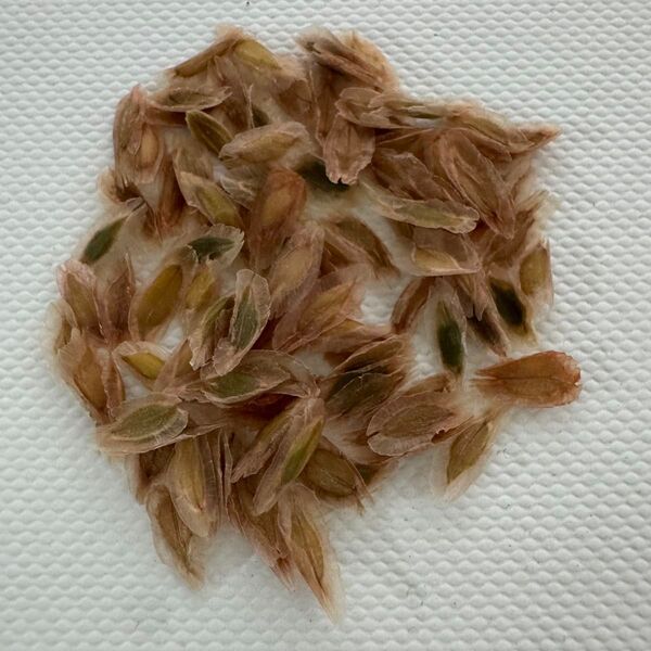 種子20粒フォークイエリア ファシクラータ Fouquieria fasciculata