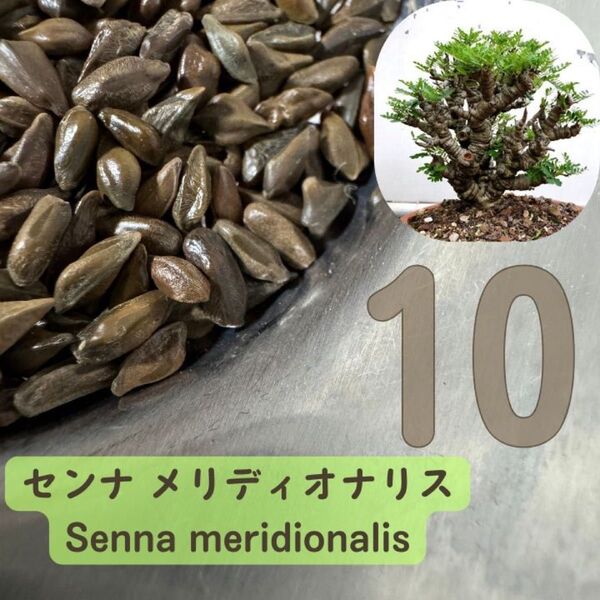 【種子】10粒 センナ・メリディオナリス Senna meridionalis