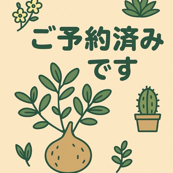 tomo様 100粒 パキポディウム エブレネウム+ グラキリス(50粒)